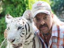 Standing in a cage with 5 tigers and a lion