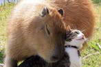 Real Capybara Barks