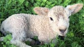 Cute Baby Lamb Bleating 