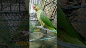 Parrot 20