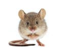 Squeak