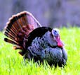Turkey Gobbling