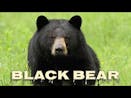 American Black Bear