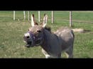 Hunky Donkey