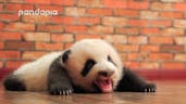 Baby Panda Sound 2
