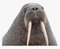 Walrus - 5