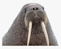 Walrus - 5