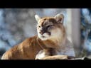 Cougar Scream 