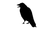 Crow Sound Effect