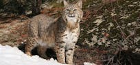 Bobcat growl fiercely 