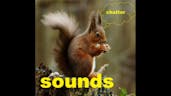 Squirrel SFX 15