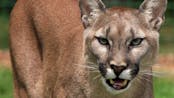 Mountain Lion Snarls