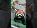 Red Panda Sound