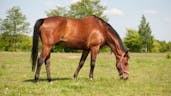 The giant horse cock weighs over 11 pounds