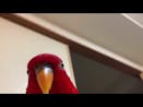 Red Birb WUEWUEWUWE