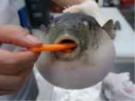 Pufferfish Choking Meme Sound Effect - Voicy