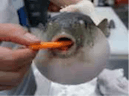 Pufferfish Choking