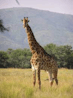 Giraffe 3