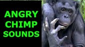 Angry Chimpanzee Sound 