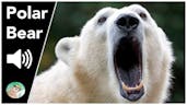 Polar Bear Roar 