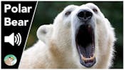 Polar Bear Roar 