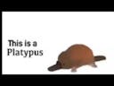 This is a platypus