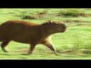 capybara rap