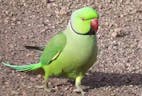 Parrot 3