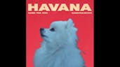 Gabe the dog - Havana pt2