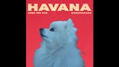 Gabe the dog - Havana pt2