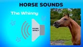 Horse Sound
