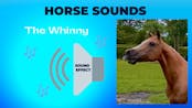 Horse Sound