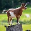 screaming  goat