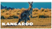 Kangaroo Noise