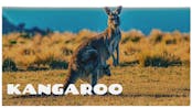 Kangaroo Noise