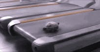 NASTY TURTLE