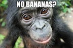 chimpanzini bananini