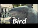 King Shark Saying "Bird"