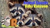Baby raccoon chirp