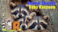 Baby raccoon chirp
