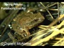 Boreal chorus frog