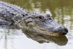 alligator bellow 1