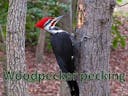 Woodpecker Pecking Fast