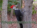 Woodpecker Pecking Fast