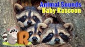 Baby raccoon sound 