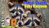 Baby raccoon sound 