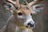 elk bugle