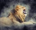 Lion Attacking Roar