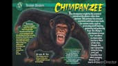 Chimpanzee Sound 1