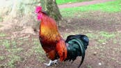 Rooster Crowing